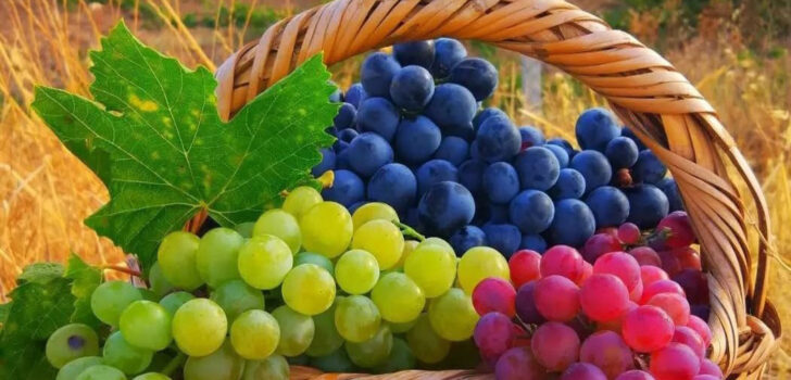 YENİCEKENT’TE FESTİVAL İPTAL EDİLDİ