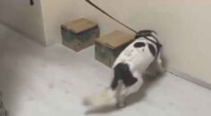 ZEHİR TACİRLERİ OTOBÜSTE YAKALANDI