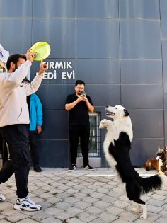 SOKAK HAYVANLARI İÇİN ANLAMLI PROTOKOL