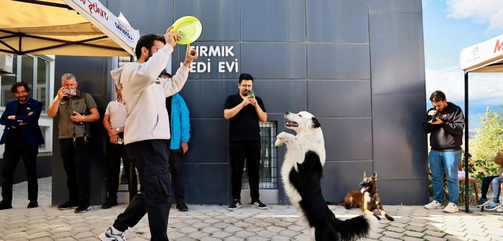 SOKAK HAYVANLARI İÇİN ANLAMLI PROTOKOL