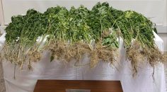 UYUŞTURUCU SUÇLARINA 319 GÖZALTI