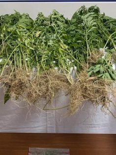 UYUŞTURUCU SUÇLARINA 319 GÖZALTI