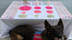 DENİZLİ’DE UYUŞTURUCU OPERASYONU