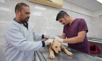KISIRLAŞTIRMA VE SAHİPLENDİRMEDE REKOR ARTIŞ