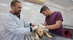 KISIRLAŞTIRMA VE SAHİPLENDİRMEDE REKOR ARTIŞ